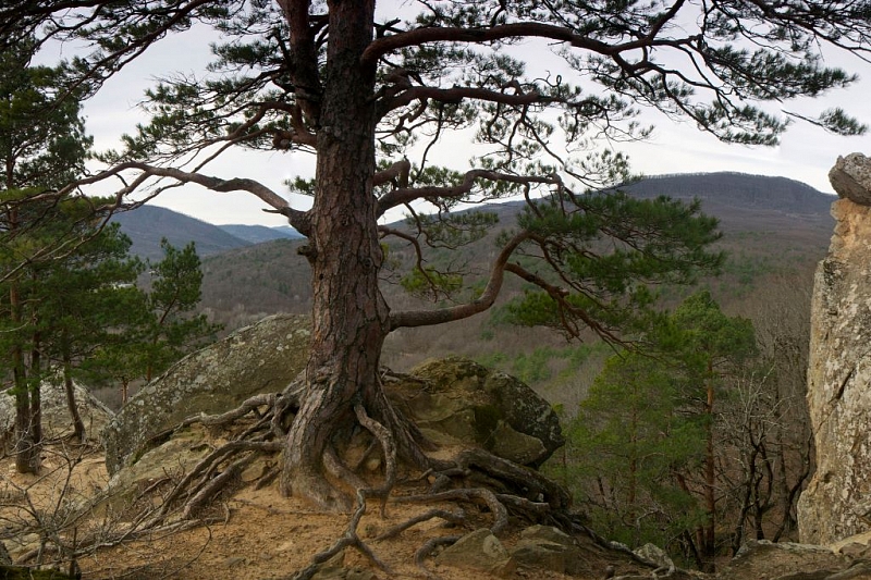 В Краснодарском крае восстановлен лес на площади 21,6 гектаров