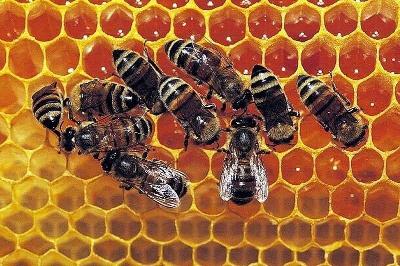 Поможет ли мёд улучшить экологию в городах