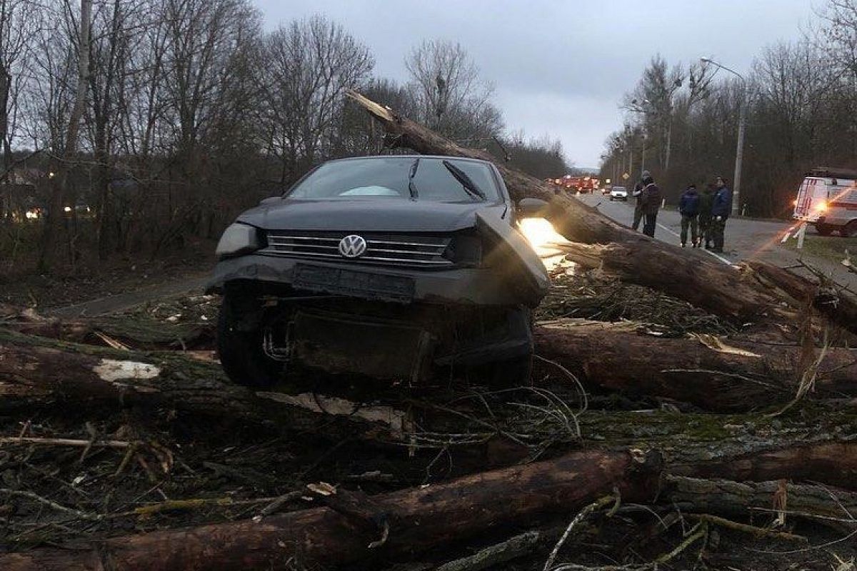 Движение на трассе под Горячим Ключом перекрыто из-за упавшего дерева