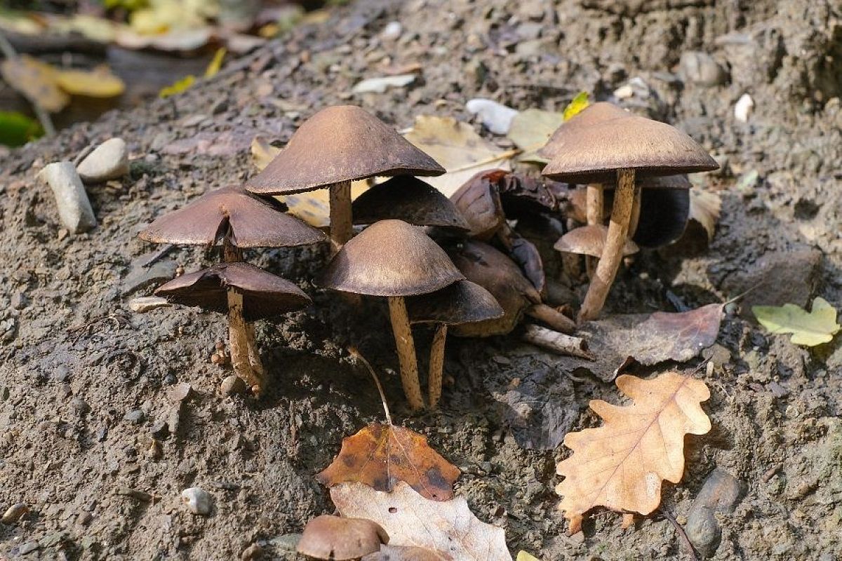 Чего вы не знали про корицу: эта пряность легко и безопасно выгонит с участка грибы-поганки