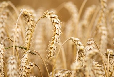 Экспорт пшеницы из Краснодарского края вырастет на 15%