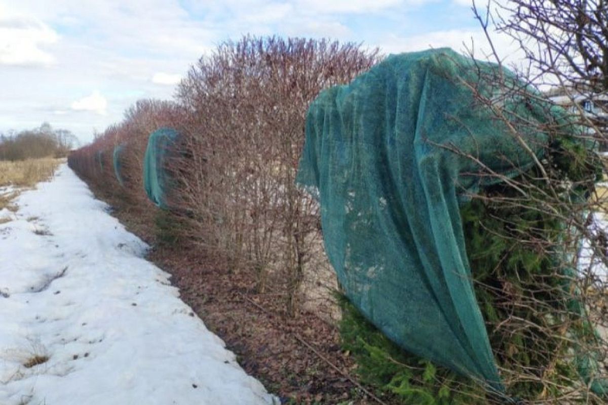 Укрываем хвойные на зиму спанбондом: как не допустить выпревания (опаснее, чем мороз)