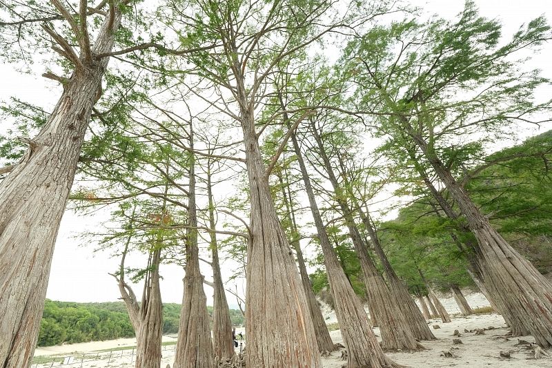 Анапские окрестности не являются родиной деревьев-гигантов. Кипарисы предпочитают болотистую местность Северной Америки.
