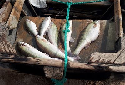 На Кубани задержали рыболовецкую бригаду браконьеров 
