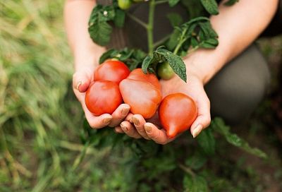 60 томатов с одного куста, - это нереально, кричала свекровь, а я выращиваю куст помидор на двух корнях и место экономлю, и урожай хороший получаю – все дело в рассаде