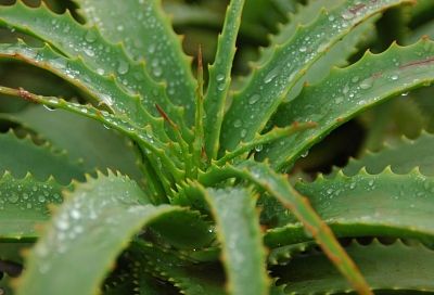 Бабушкин алоэ цветет каждый год! Как заставить растение подарить вам цветок