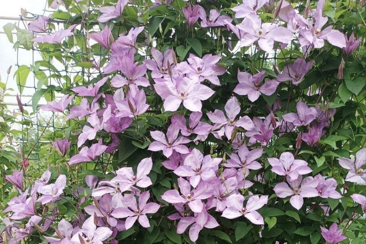 Готовим клематис к зиме: 2 простых осенних приема, благодаря которым уже в следующем году будет невероятно пышное цветение