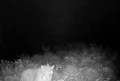 Охота леопарда Артека в Кавказском заповеднике попала в объектив фотоловушки