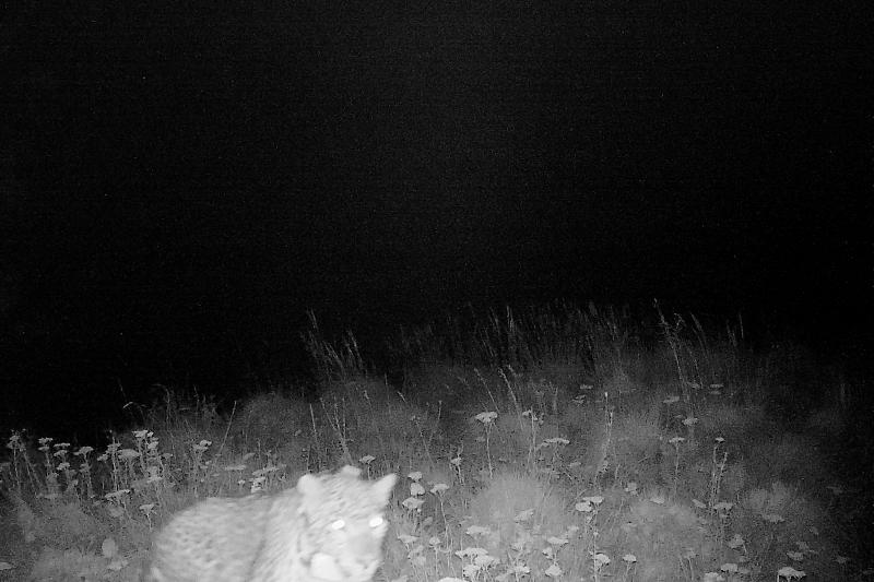 Охота леопарда Артека в Кавказском заповеднике попала в объектив фотоловушки