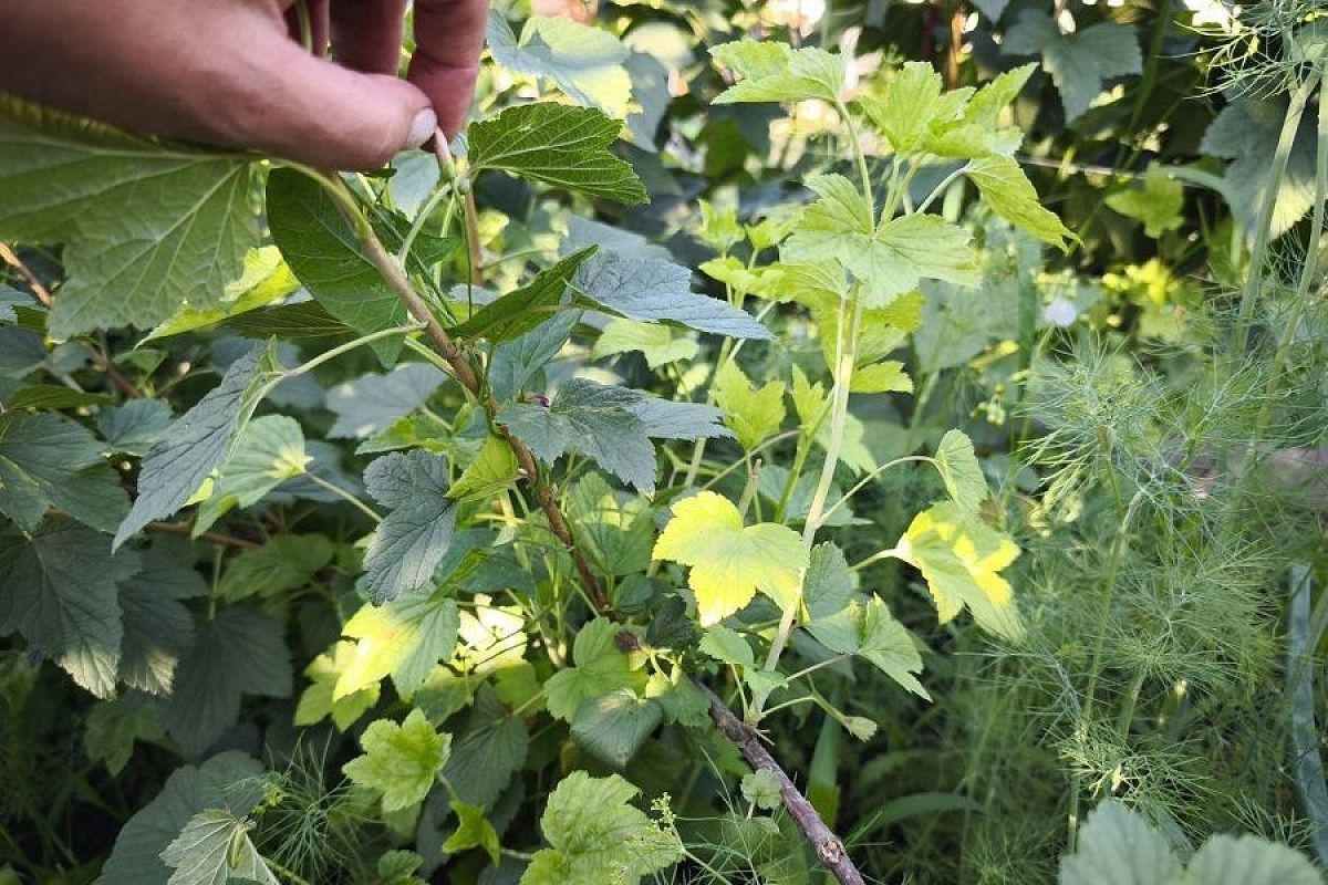 Летняя обрезка смородины: эта процедура травмирует растение или помогает ему?