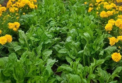 Хватит травить землю: как без химии защитить клубнику от злейшего врага 