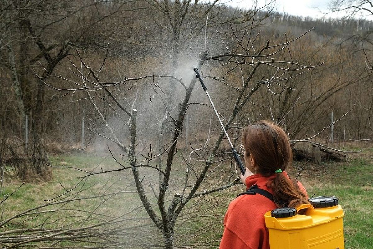 Азбука садовода: как правильно использовать медный и железный купоросы