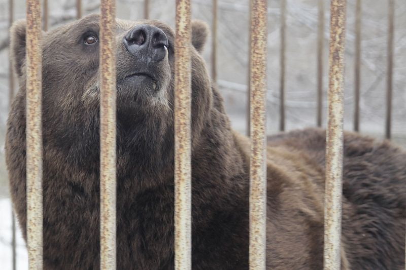 Частный зоопарк семьи Кудиновых стал приютом для обездоленных диких и домашних животных. 