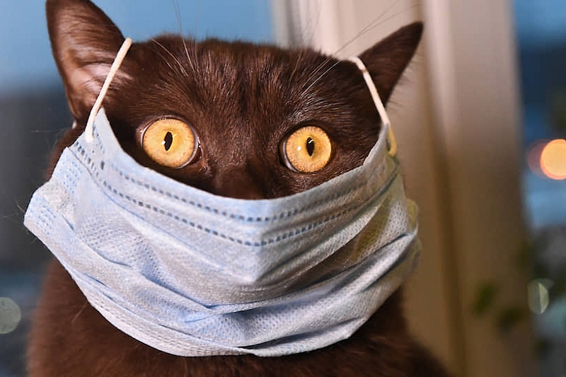 В России у кошки обнаружили коронавирус