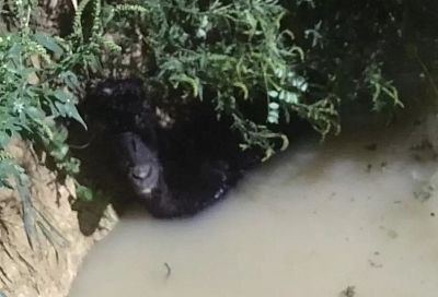 Под Новороссийском спасатели достали застрявшую в яме с водой овцу