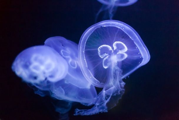 Ужалила медуза: что делать и как себя вести
