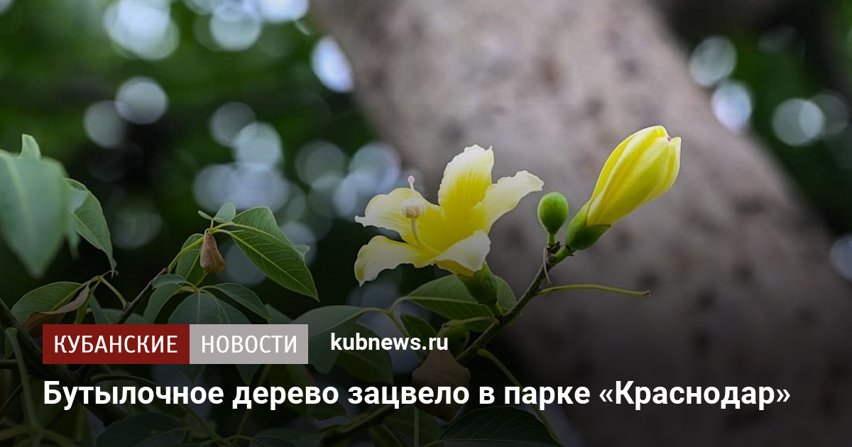 Цветок бутылочное дерево фото