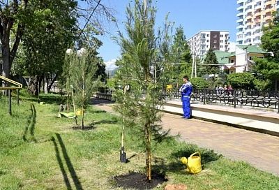 В понедельник 20 декабря в Сочи на месте поврежденных деревьев высадят восемь пицундских сосен