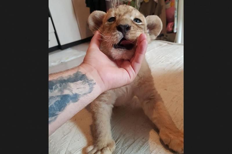 Житель Краснодара получил в подарок месячного львенка и выставил его на продажу в интернете
