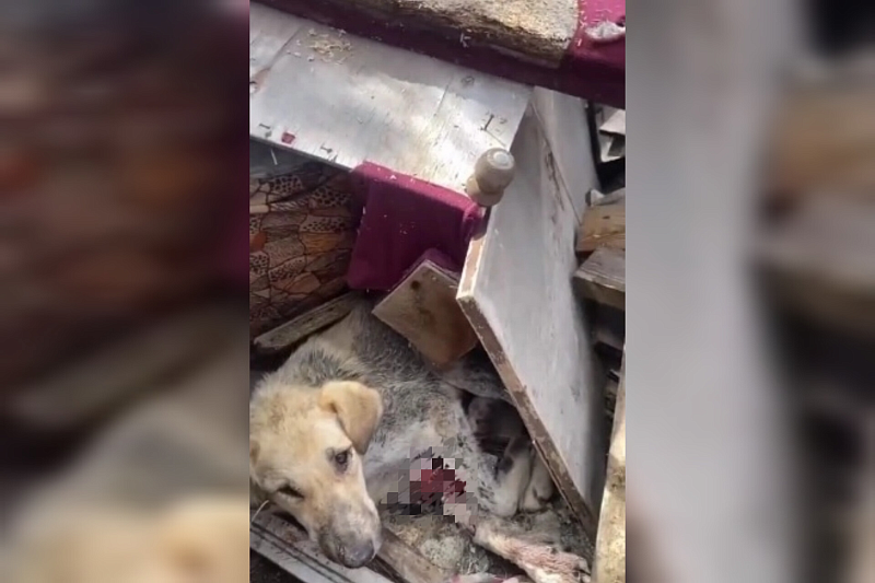 «Вместо лапы - голая кость и мясо»: в Новороссийске спасли умирающую в груде мусора собаку