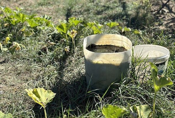 Это не компост, а просто прелесть: поливаю кучу этими средствами по совету соседа и имею шикарное удобрение