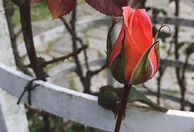 Роза зимует в контейнере: прикопка без осенней обрезки для защиты саженцев