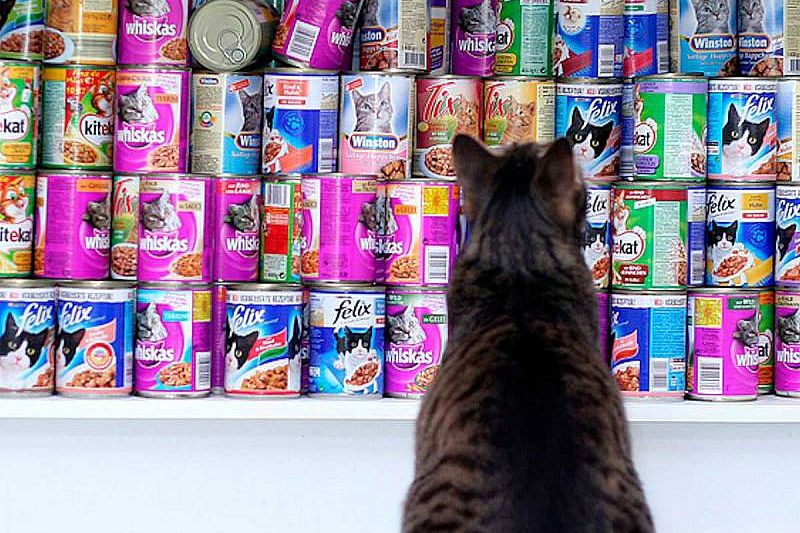 «Ни себе, ни кошке». Nesquik и KitKat уходят из России, под угрозой корма для животных Purina и Friskies
