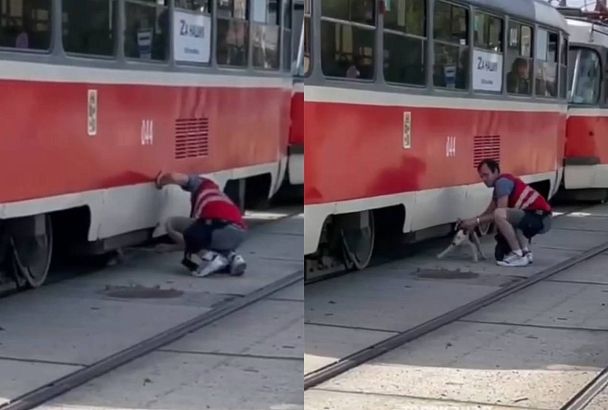 В Краснодаре кондуктор и водитель спасли застрявшего под вагоном трамвая пса
