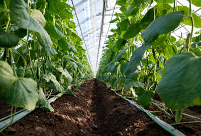 Лучший способ посадки ранних огурцов в теплице: плотный ряд дает двойной урожай