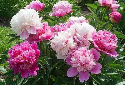 Уход за пионами весной в апреле: пошаговый план подкормок для пышного цветения