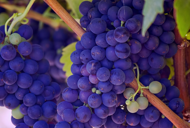 Впервые в истории: в Краснодарском крае собрали рекордный урожай винограда