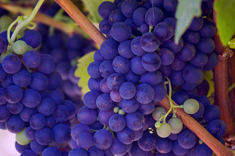 Впервые в истории: в Краснодарском крае собрали рекордный урожай винограда
