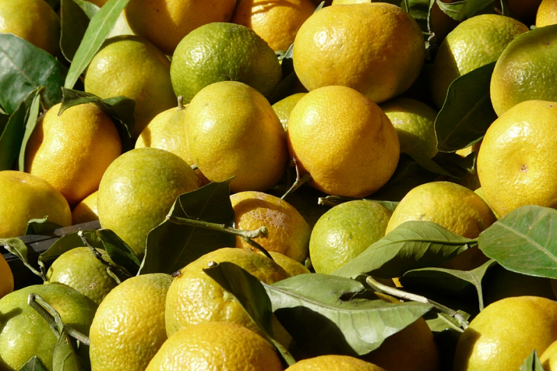 Более 64 тыс. тонн мандаринов ввезли в Краснодарский край из Турции, Египта и Абхазии