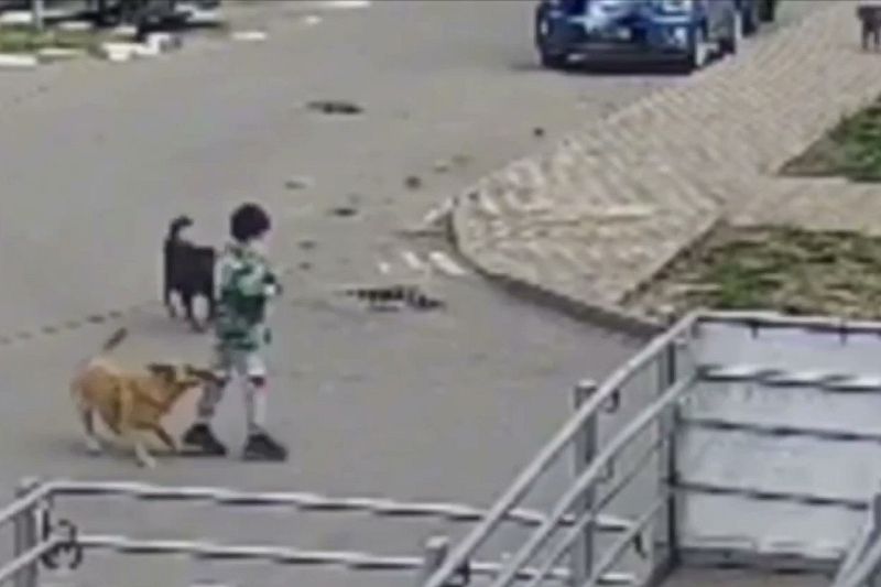 В Краснодаре бродячая собака укусила 9-летнего ребенка