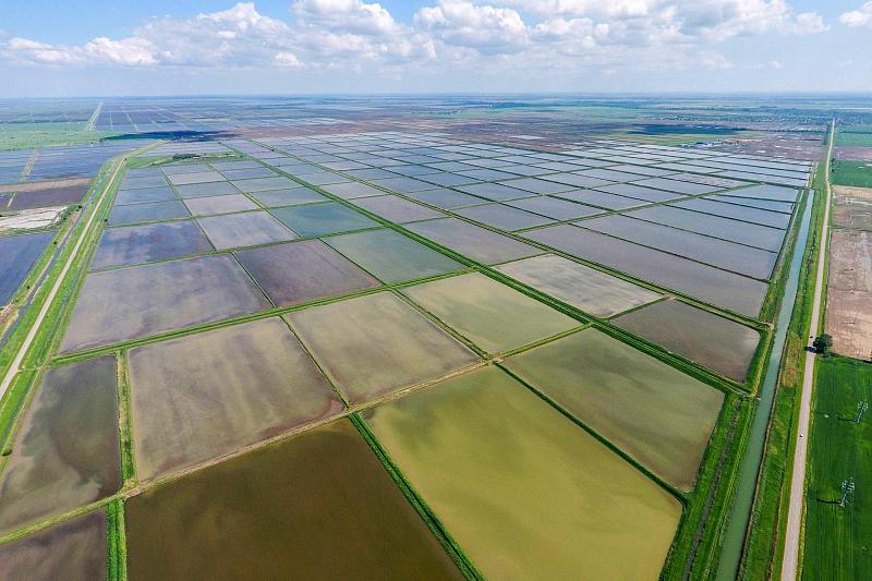 Краснодарский край - главный поставщик риса для страны. Доля кубанского риса, в общем объеме произведенного в России, составляет порядка 80%.