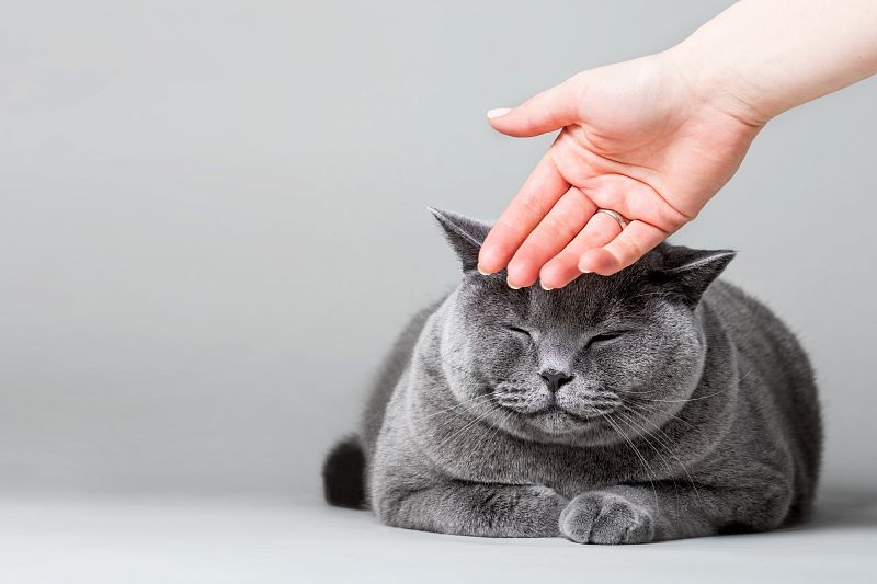 Язык пушистых: ветеринар объяснила, зачем кошка мнет лапами хозяина