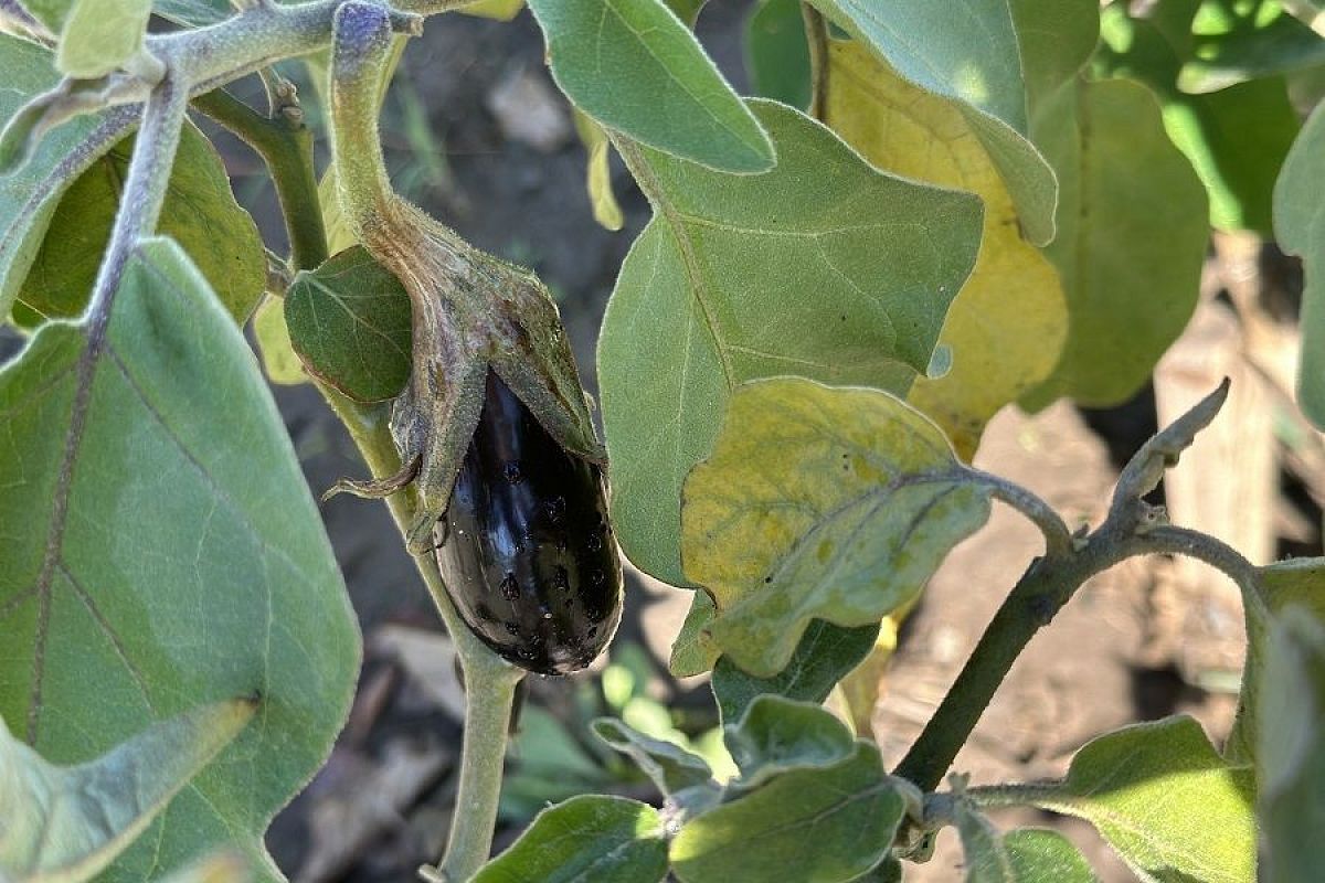 Все прекрасно – урожая нет: почему начинают сохнуть до созревания плоды баклажанов