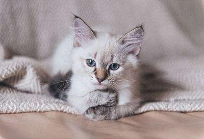 Начало весны и день кошек: какие праздники отмечают в России и мире 1 марта