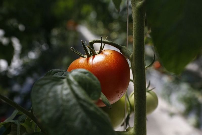 Краснодарский край занимает второе место в России по сбору тепличных овощей