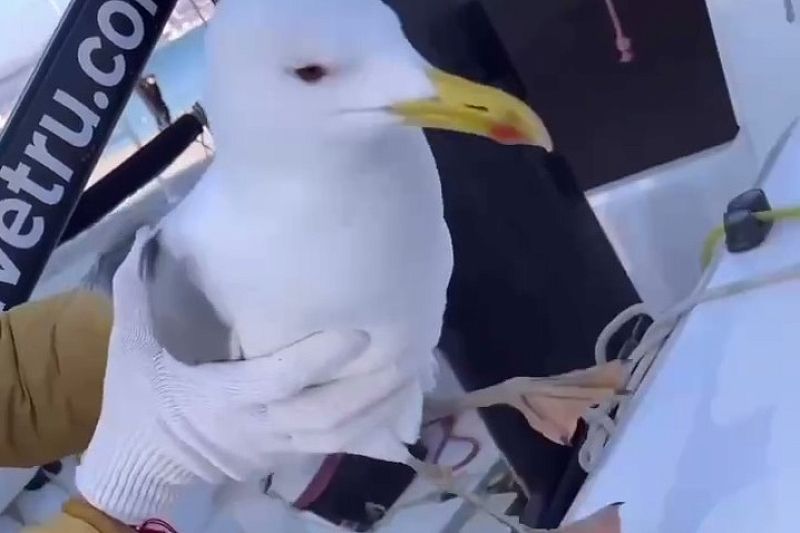 В Геленджике яхтсмены спасли чайку с заклеенным клювом