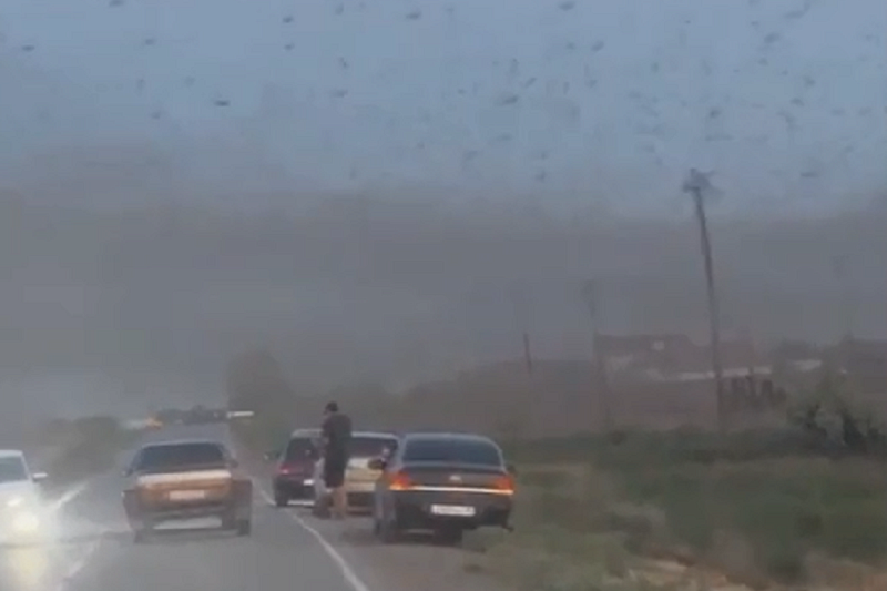 Живое облако: нашествие саранчи сняли на видео в Астраханской области