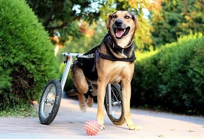 Жительница Краснодарского края спасла от усыпления собаку-инвалида
