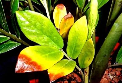 Почему яркие листья стали бледными: 4 ответа на главный вопрос