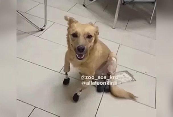 Санкции помешали улететь первой в мире собаке с протезами из Краснодара в Лондон