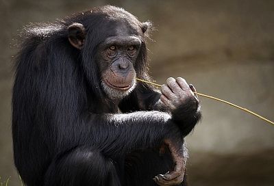 Препарат по профилактике постковидных осложнений испытали на пожилых приматах в Сочи