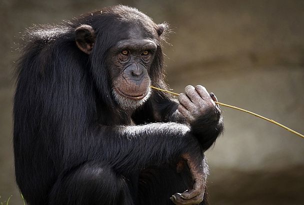 Препарат по профилактике постковидных осложнений испытали на пожилых приматах в Сочи
