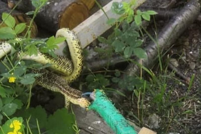 В Новороссийске во двор частного дома заползла метровая змея