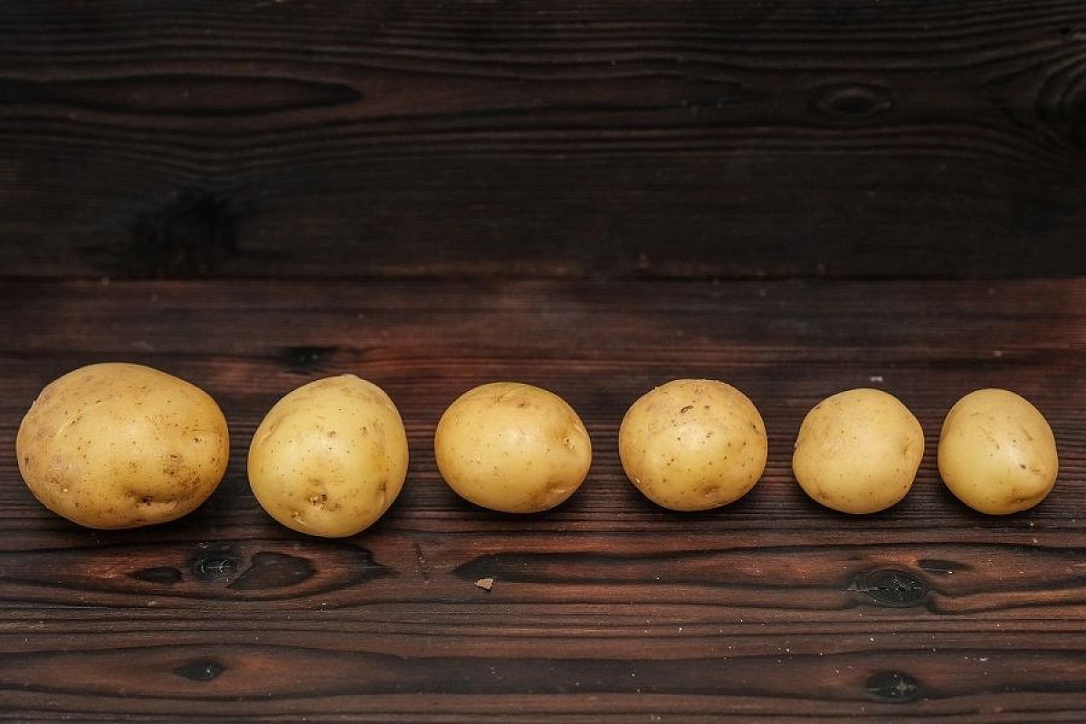 Отбирай на семена: маленькие секреты крупного и здорового картофеля