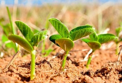 В 2021 году в Краснодарском крае на 5% увеличат площадь сева сои