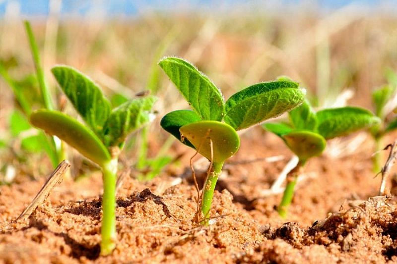 В 2021 году в Краснодарском крае на 5% увеличат площадь сева сои